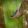 Brhlik cervenozoby - Sitta frontalis - Velvet-fronted Nuthatch o6524